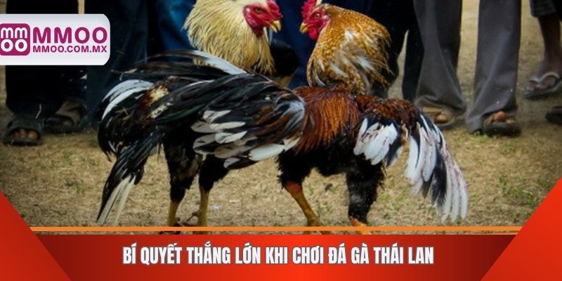 Bí quyết thắng lớn khi chơi đá gà Thái Lan