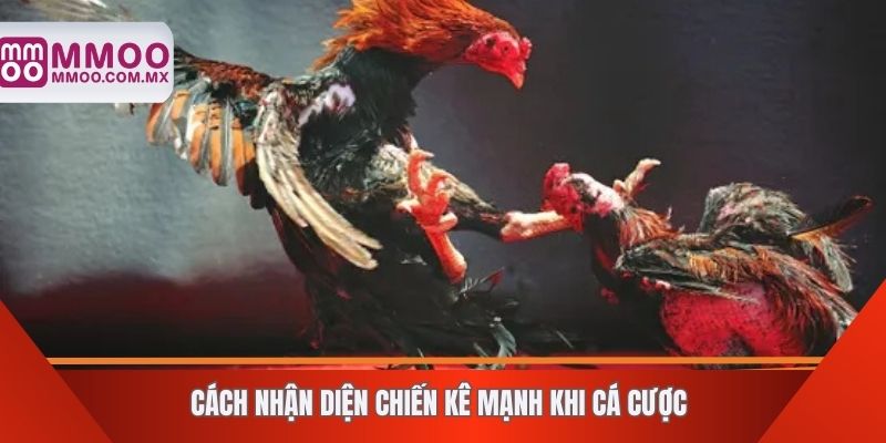Cách nhận diện chiến kê mạnh khi cá cược